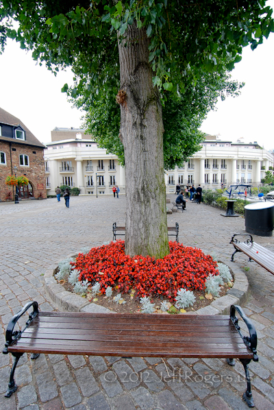 London tree, flowers, and bench
