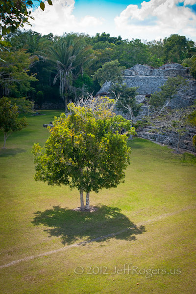 Costa Maya Mexico tree and ruins