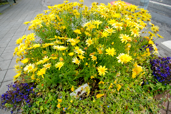 Yellow flowers