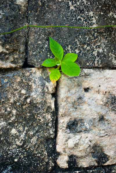 Baby plant in Mayan ruins